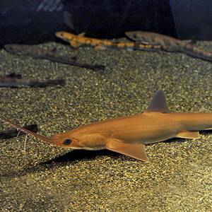 Sawshark