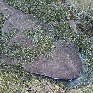 Angel shark