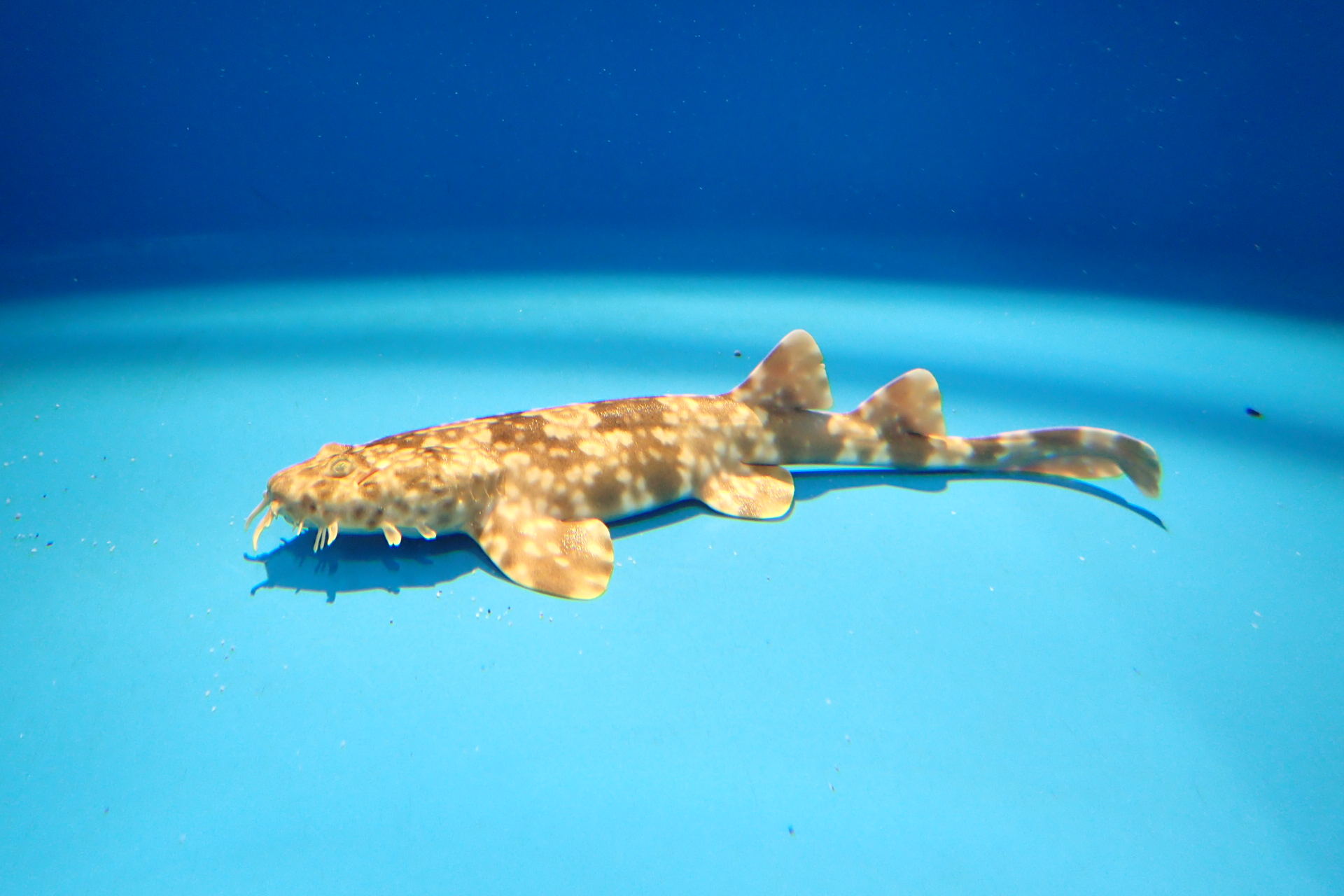 oose-aqua-world-ibaraki-prefecture-oarai-aquarium-official