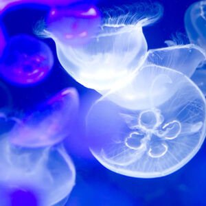 February 2020, 2 (Sat) Jellyfish Mystery