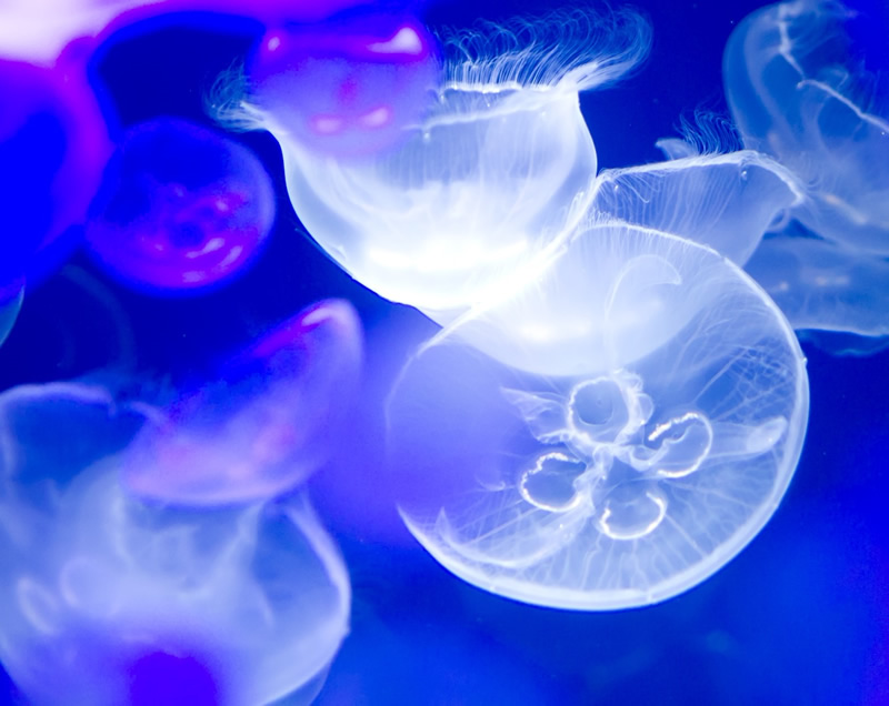 February 2020, 2 (Sat) Jellyfish Mystery