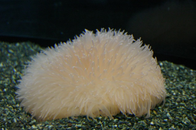 Strange Creatures on the Continental Shelf Dahlia Sea Anemone, Yellow Hobo, etc.
