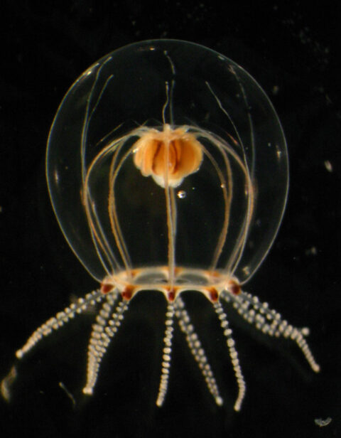 Otohime jellyfish