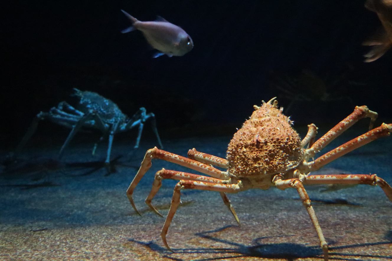 ④ Unknown Continental Shelf Japanese spider crab, alfonsino, mustache shark and others