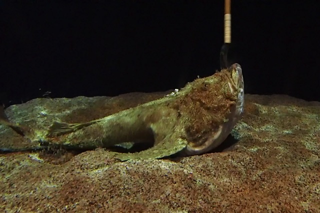 "Hunters Lurking on the Continental Shelf" Kiankou