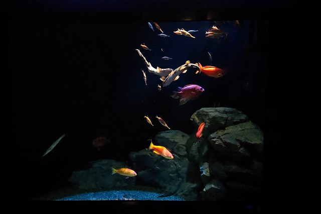 ปลาที่ระบายสีไหล่ทวีป ปลากะพงแดงชิกิชิมะ ปลากะพงแดงเอบิสึ ฯลฯ