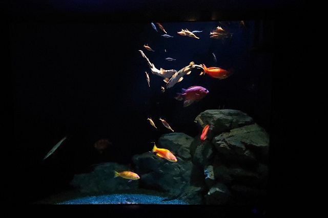 Fish that color the continental shelf Shikishima red snapper, Ebisu red snapper, etc.