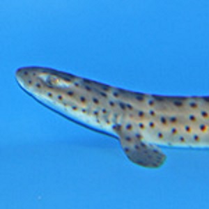 australian marble cat shark