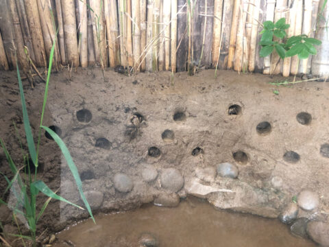 Display of terrestrial crabs