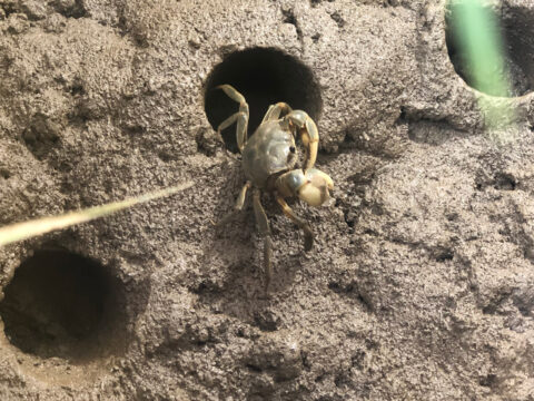 Display of terrestrial crabs