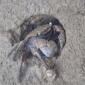 Display of terrestrial crabs