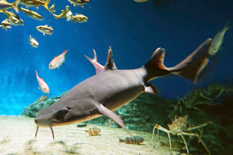 cá mập ria mép