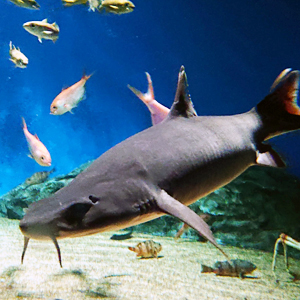 Mustache shark exhibit