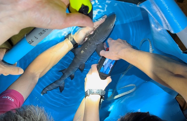 Lần đầu tiên ở khách sạn của chúng tôi!Con cá mập rạn san hô trắng được sinh ra