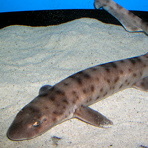 Balicat Shark