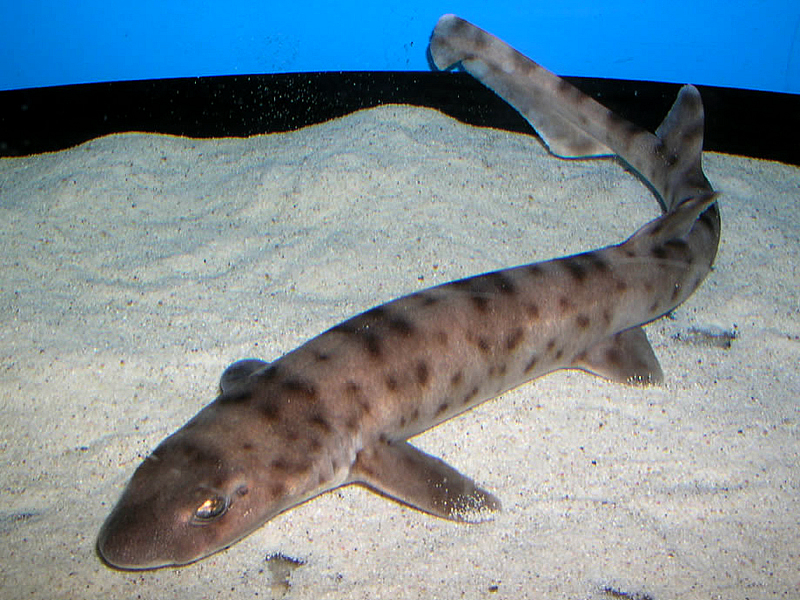 Balicat Shark Atelomycterus baliensis