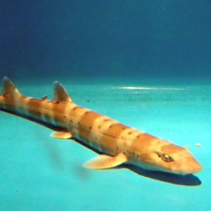 Banded Sand Cat Shark