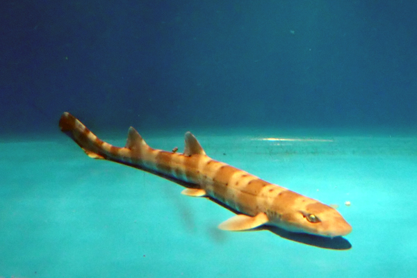 ปลาฉลามทรายลายแถบ Atelomycterus fasciatus