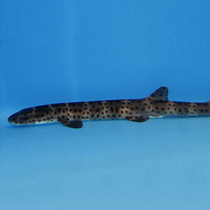 australian marble cat shark
