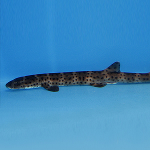 tiburón gato de mármol australiano