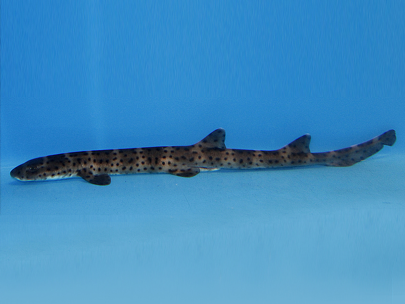 Australian Marble Cat Shark Atelomycterus macleayi