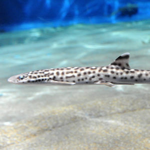 coral tiger shark