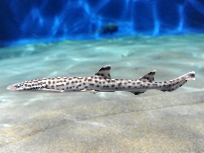Cá mập hổ san hô Atelomycterus marmoratus