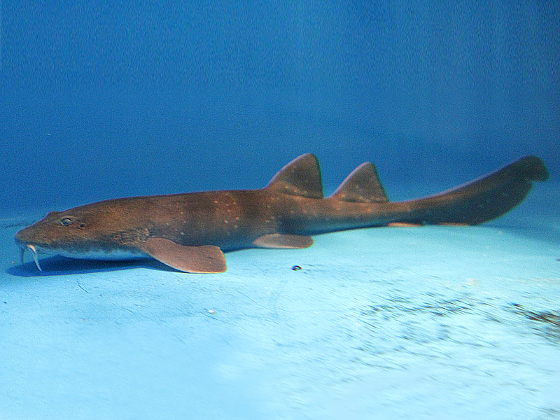 Cá mập mù Brachaelurus waddi