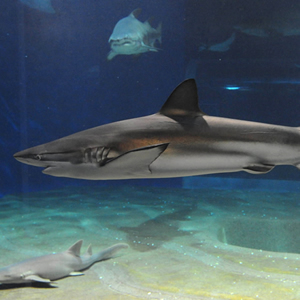 Black Reef Shark