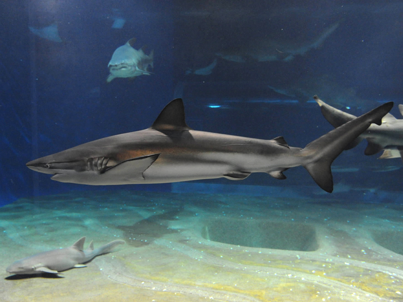Black-tipped reef shark Carcharhinus brachyurus