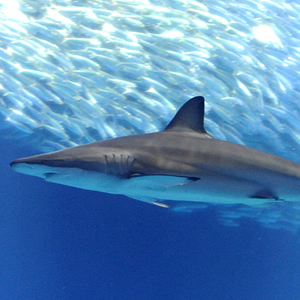 tiburón de arrecife