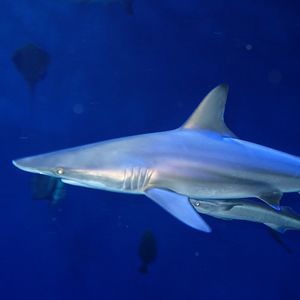 blacktip shark