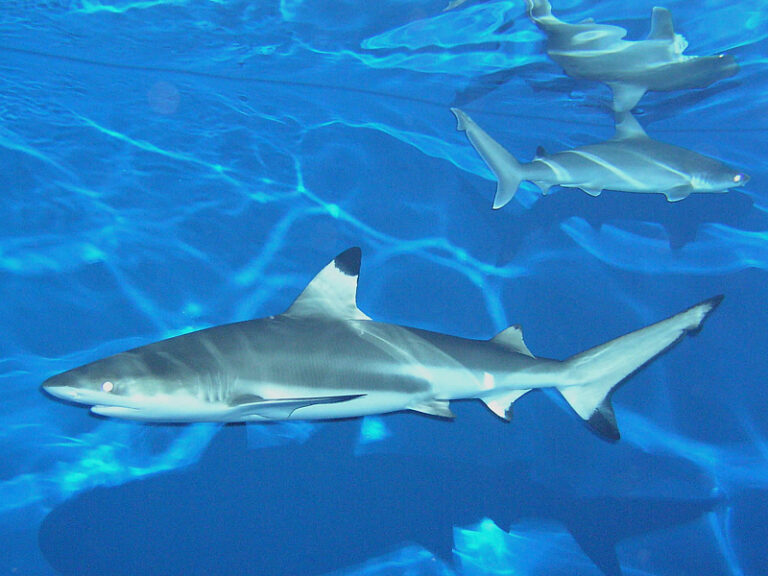 ツマグロ | アクアワールド茨城県大洗水族館【公式】