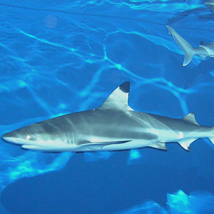 Blacktip reef shark