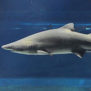 Sand tiger shark