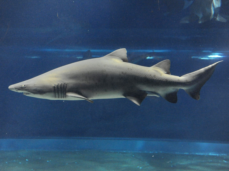 Gray shark Carcharias taurus