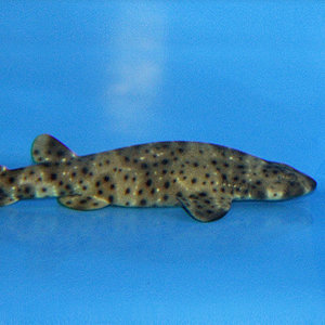 swell shark