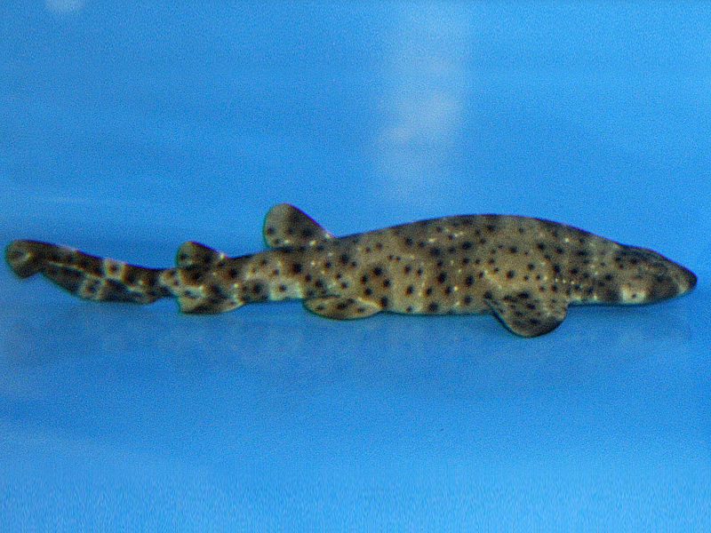 ปลาฉลามบวม Cephaloscyllium ventriosum