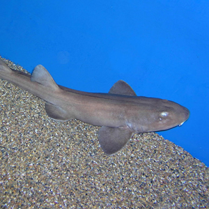 arabian carpet shark