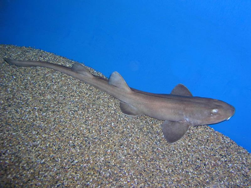 ฉลามพรมอาหรับ Chiloscyllium arabicum