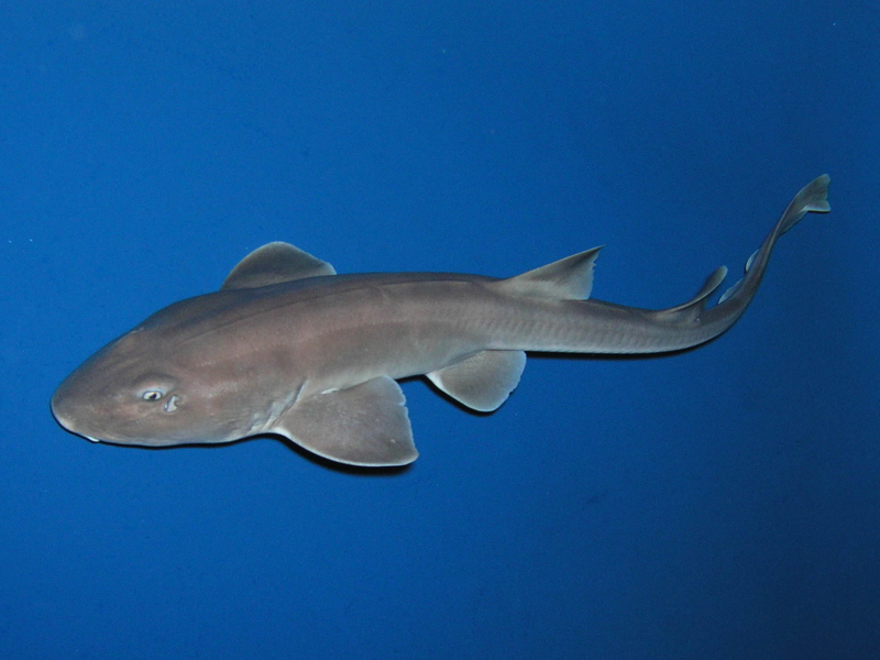 ปลาฉลามลาย Chiloscyllium griseum
