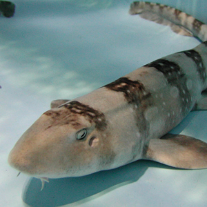 nurse shark