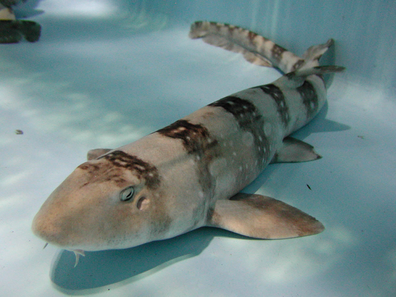 ฉลามพยาบาล Chiloscyllium plagiosum