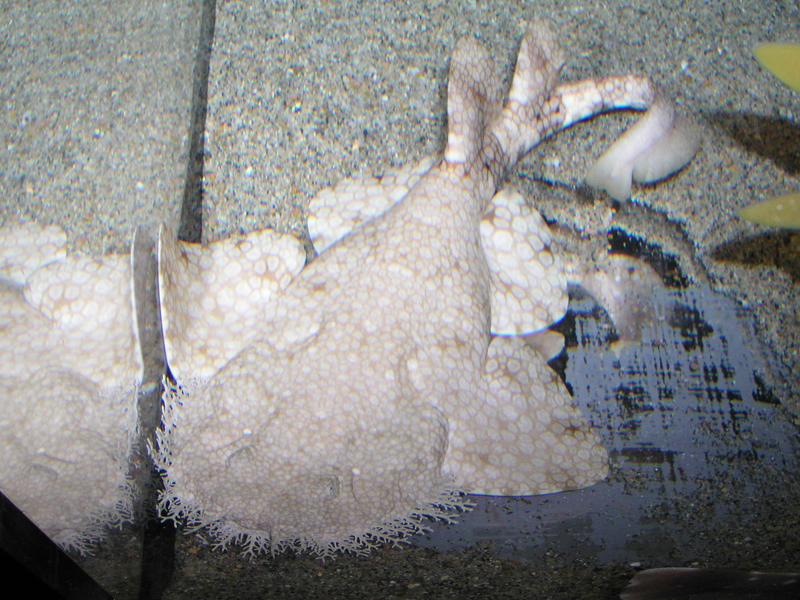 Tasselled wobi gong Eucrossorhinus dasypogon