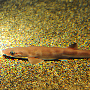 Japanese gecko shark