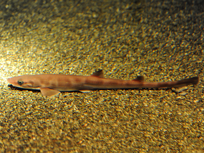 ปลาฉลามตุ๊กแกญี่ปุ่น Galeus nipponensis