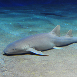 nurse shark