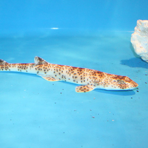 indonesian speckled cat shark