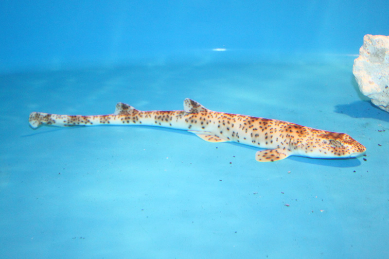 인도네시안 스펙클드 고양이 상어 Halaelurus maculosus