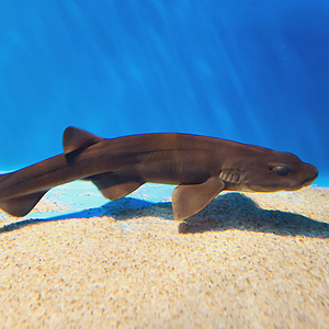brown shy shark